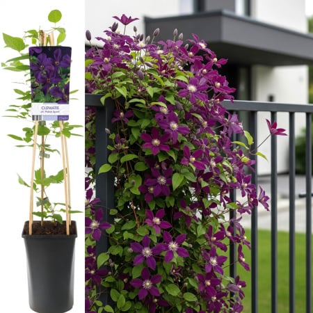 Clematis - Clematis Polish Spirit - 75cm+