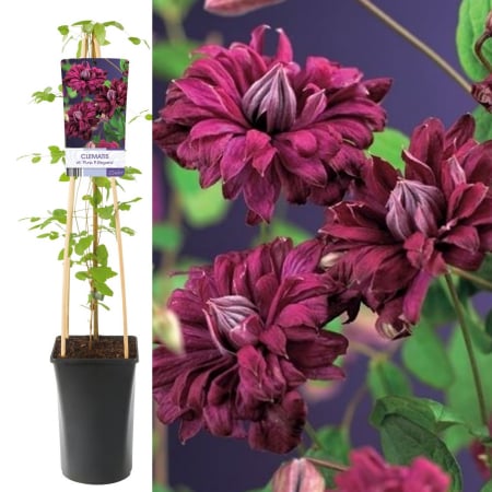Plante Decorative - Clematis Purp. P. Elegans - 75cm+