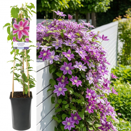 Plante Decorative - Clematis Dr. Ruppel - 75cm+