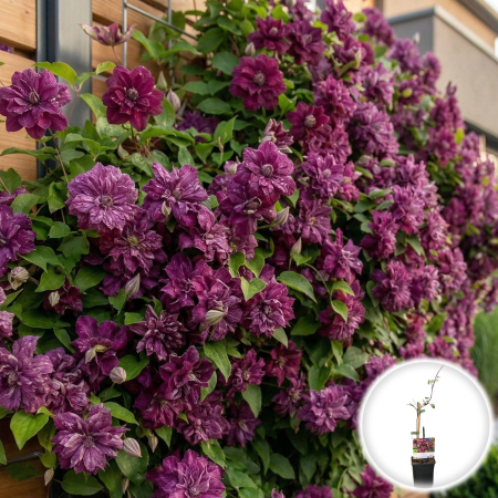 Plante Decorative - clematis-purpurea-plena-elegans-flori-duble-pepiniera-sibiu