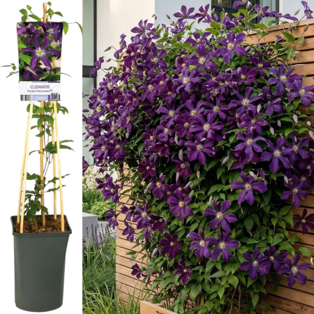 Clematis - clematis-purple-tentacles-liana-violet-pepiniera-sibiu