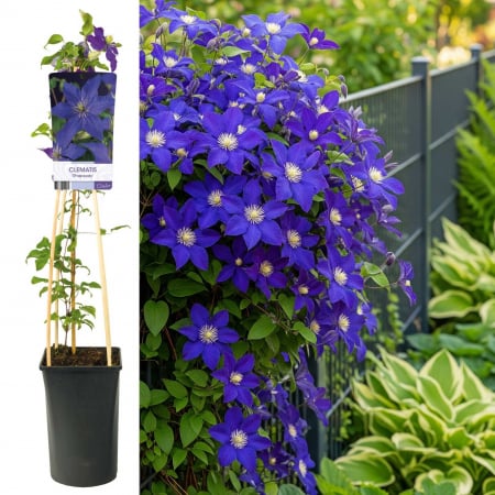 Plante Decorative - Clematis Rhapsody 75cm+ (3L)