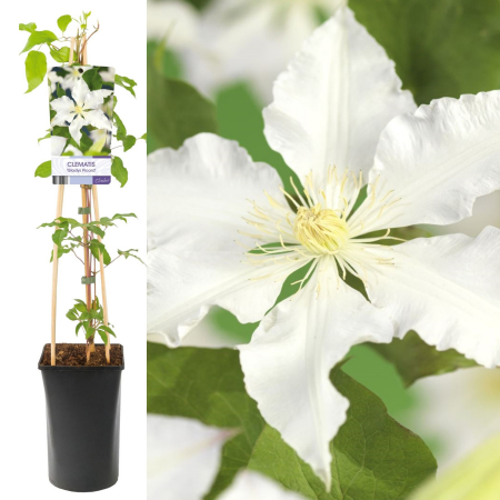 Clematis Forever Friends 80cm+ (3L) [1]