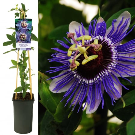 Plante Decorative - Passiflora Purple Haze 75cm+ (3L)