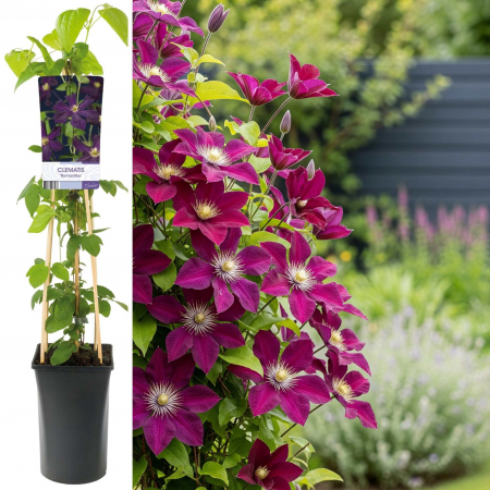 Clematis - Clematis Romantika - 75cm+