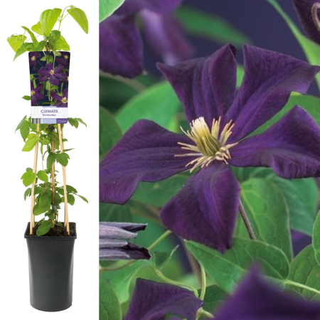 Clematis Romantika - 75cm+ [1]