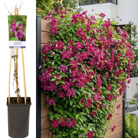 Plante Decorative - clematis-viticella-rosalyn-flori-duble-roz-pepiniera-sibiu