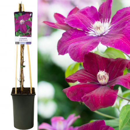 Clematis Rouge Cardinal 75cm+ (3L) [2]