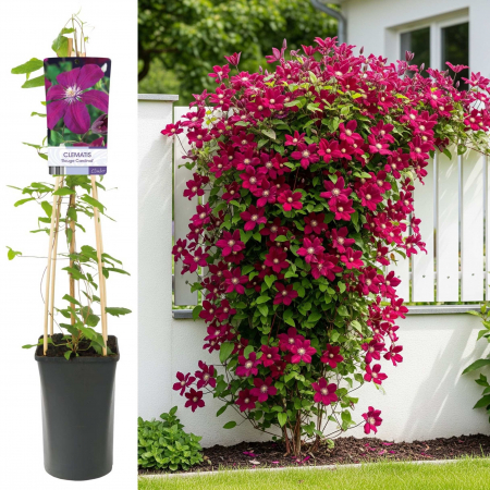 Clematis Rouge Cardinal 75cm+ (3L) [1]
