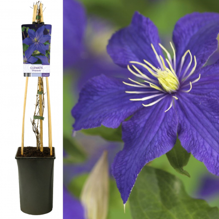 Clematis Rhapsody 75cm+ (3L) [1]