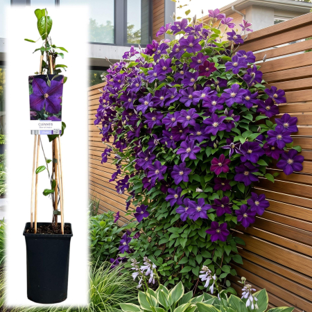 Clematis - clematis-star-of-india-planta-agatatoare-mov-pepiniera-sibiu