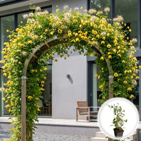 Clematis - clematis-tibetana-tangutica-clematita-galbena-pepiniera-sibiu
