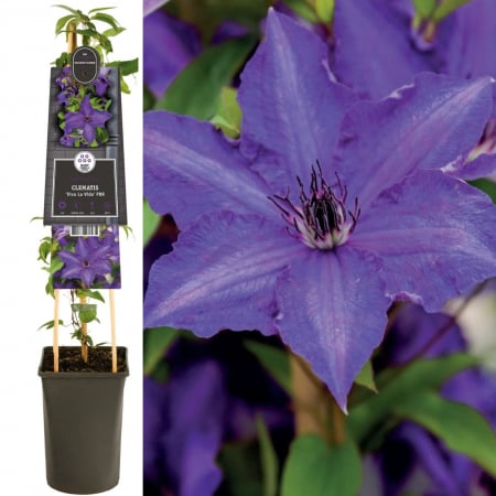 Plante Decorative - Clematis Viva La Vida - 75cm+