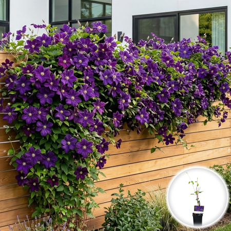 Clematis - clematis-star-of-india-liana-flori-violet-pepiniera-sibiu