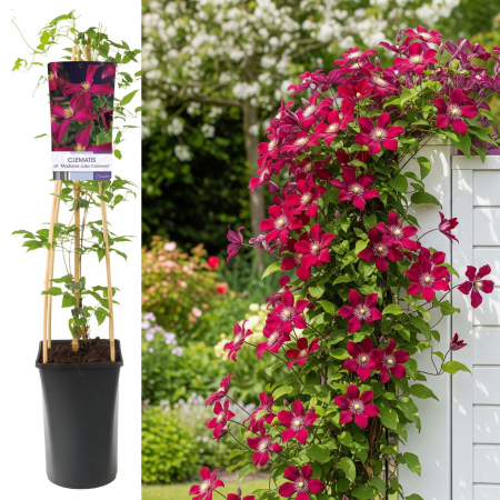 Plante Decorative - Clematis M. Julia Correvon - 75cm+