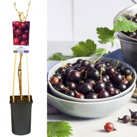 Agris - Agris - Josta - 75cm+
