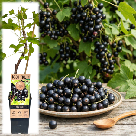 Coacăz - Ribes - Coacaz negru Ben Nevis Ribes nigrum arbust fructifer ghiveci Pepiniera Sibiu