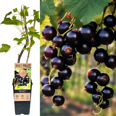 Coacaz - Coacaz Negru Ben Nevis - 60cm