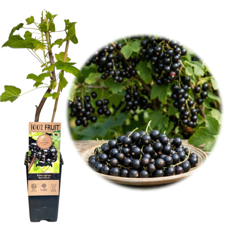 Coacăz - Ribes - Coacaz negru Ben Nevis Ribes nigrum ghiveci bambus 80cm fructe de padure Pepiniera Sibiu