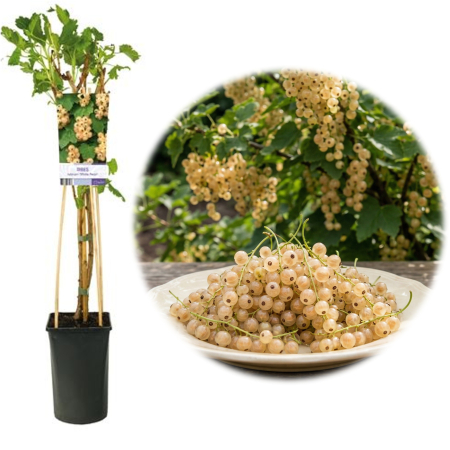 Coacăz - Ribes - coacaz-alb-witte-parel-white-pearl-pepiniera-sibiu
