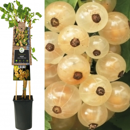 Coacaz - Coacaz Alb White Pearl - 75cm+