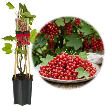 Coacăz - Ribes - coacaz-rosu-jonkheer-van-tets-arbust-fructifer-pepiniera-sibiu