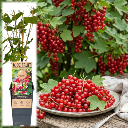 Fructifere - ribes-rubrum-jonkheer-van-tets-coacaz-rosu-pepiniera-sibiu