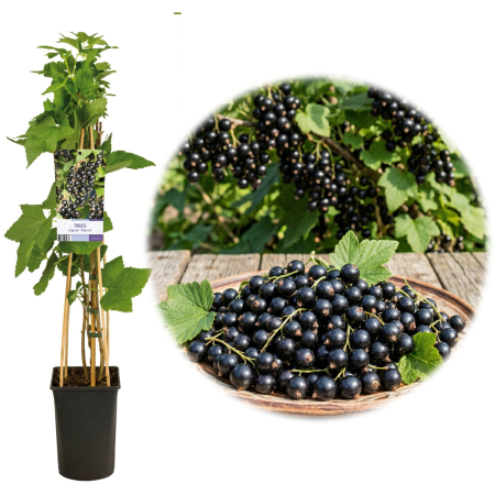 Fructifere - Coacaz negru Titania Ribes nigrum arbust fructifer ghiveci bambus 75cm Pepiniera Sibiu