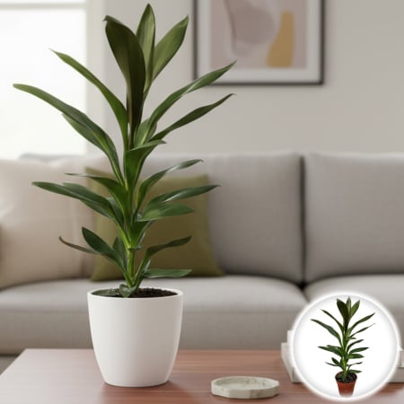 Plante Interior - Cordyline F. - Glauca - 60cm