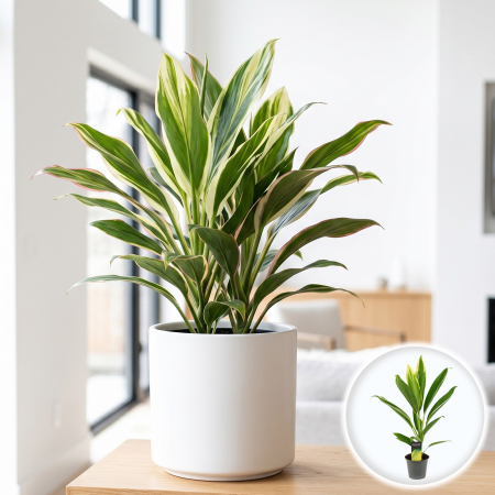 Plante Interior - cordyline-new-conga-planta-tropicala-pepiniera-sibiu