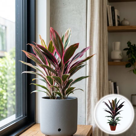 Cordyline - cordyline-rumba-frunze-rosii-purpurii-pepiniera-sibiu