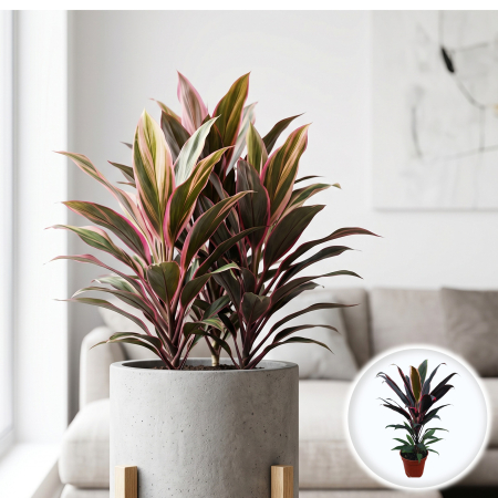 cordyline-rumba-frunze-rosii-purpurii-pepiniera-sibiu [1]