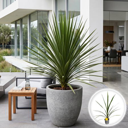 Cordyline - cordyline-indivisa-peko-verde-planta-exotica-pepiniera-sibiu