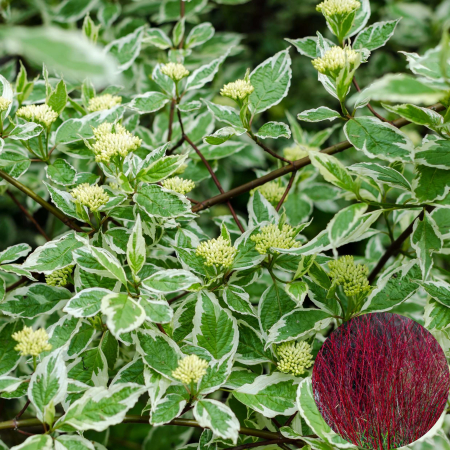 Cornus - Cornus Elegantissima - 70cm+