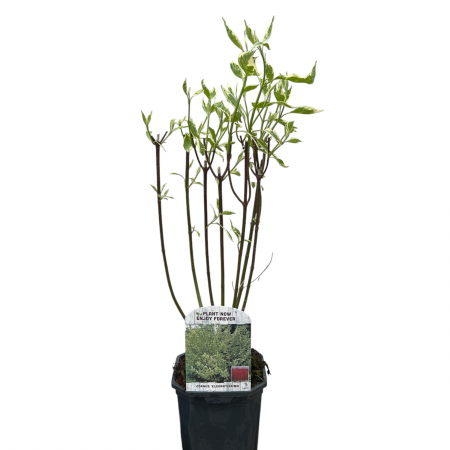 Cornus Elegantissima - 70cm+ [1]
