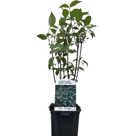 Cornus Kesselringii- 70cm+ [1]