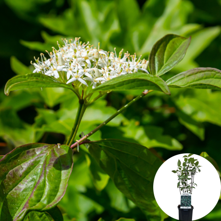 Cornus - Cornus Kesselringii- 70cm+