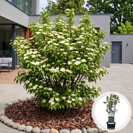 Cornus - cornus-sanguinea-kesselringii-sanger-arbust-decorativ-pepiniera-sibiu