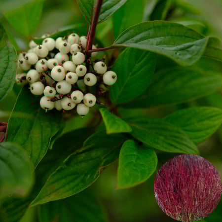 Cornus - Cornus Sibirica - 70cm+