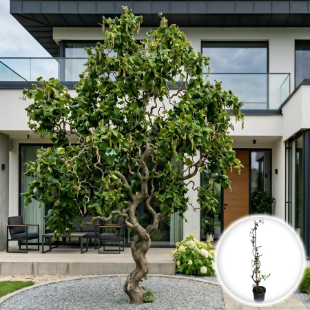 Alun Decorativ (Corylus) - corylus-avellana-contorta-alun-ramuri-rasucite-pepiniera-sibiu