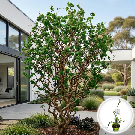 Alun Decorativ (Corylus) - corylus-avellana-medusa-alun-contorsionat-pepiniera-sibiu