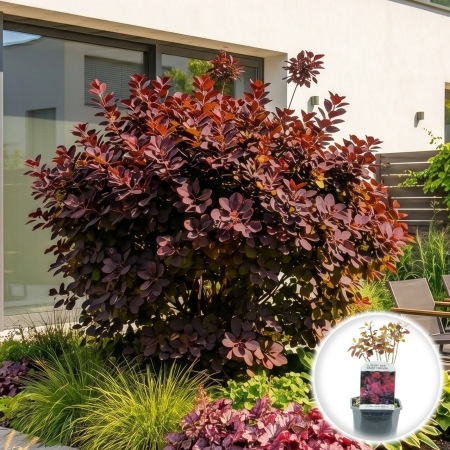 Cotinus (Scumpie / Arborele de fum) - cotinus-coggygria-royal-purple-scumpie-mov-pepiniera-sibiu