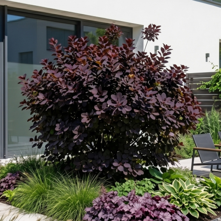 cotinus-coggygria-royal-purple-scumpie-mov-pepiniera-sibiu [1]