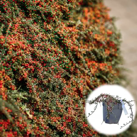 Plante Decorative - Cotoneaster