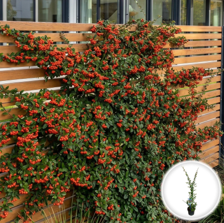 Cotoneaster - cotoneaster-suecicus-coral-beauty-acoperitor-sol-pepiniera-sibiu