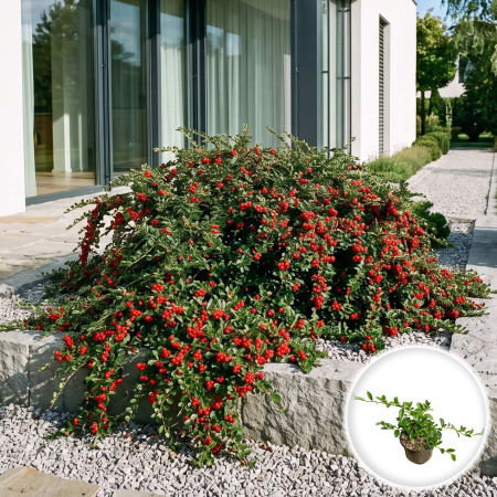 Cotoneaster - cotoneaster-dammeri-major-arbust-tarator-pepiniera-sibiu