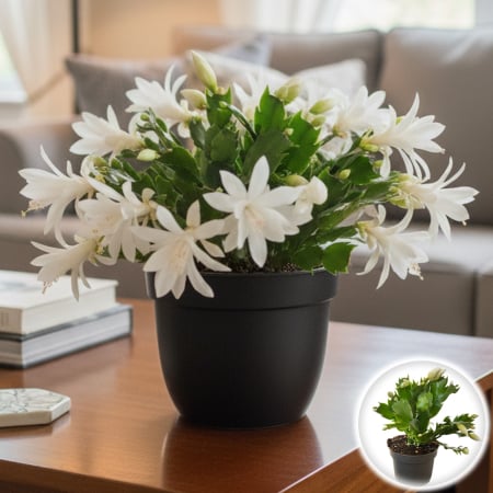 Plante Interior - Schlumbergera - Cactus de Craciun - Alb