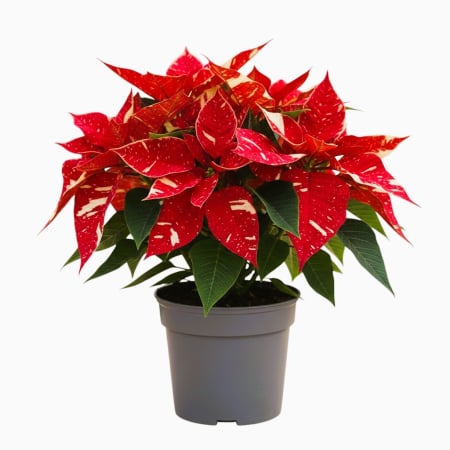 Craciunita - Craciunita - Bicolor (P13)