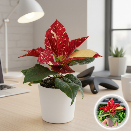 Craciunita - Craciunita Mini - New Glitter