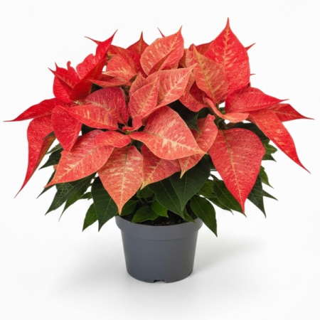 Plante Interior - Craciunita - Picasso - XL